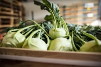 Kohlrabi